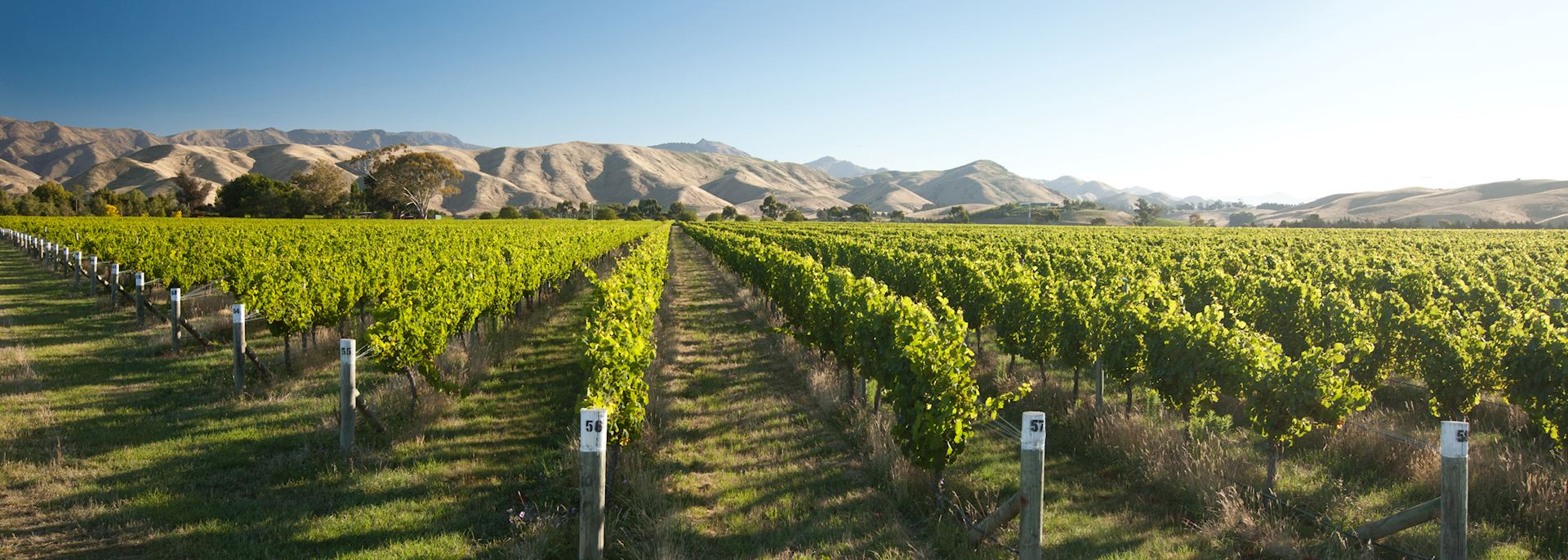 Vineyard in Marlborough, New Zealand