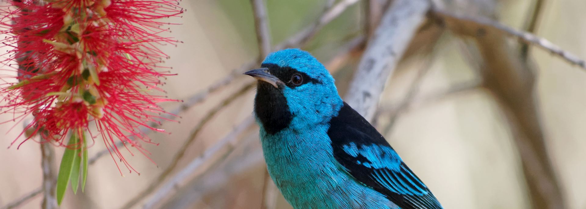 Blue dacnis on a bottlebrush tree, Nicaragua